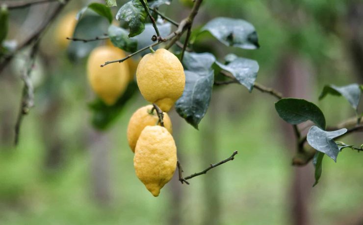 Close-up of ripe Ovale di Sorrento lemons hanging on the branch